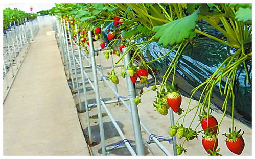 全球植物工廠進入量產(chǎn)階段 蔬菜種植的科技革命
